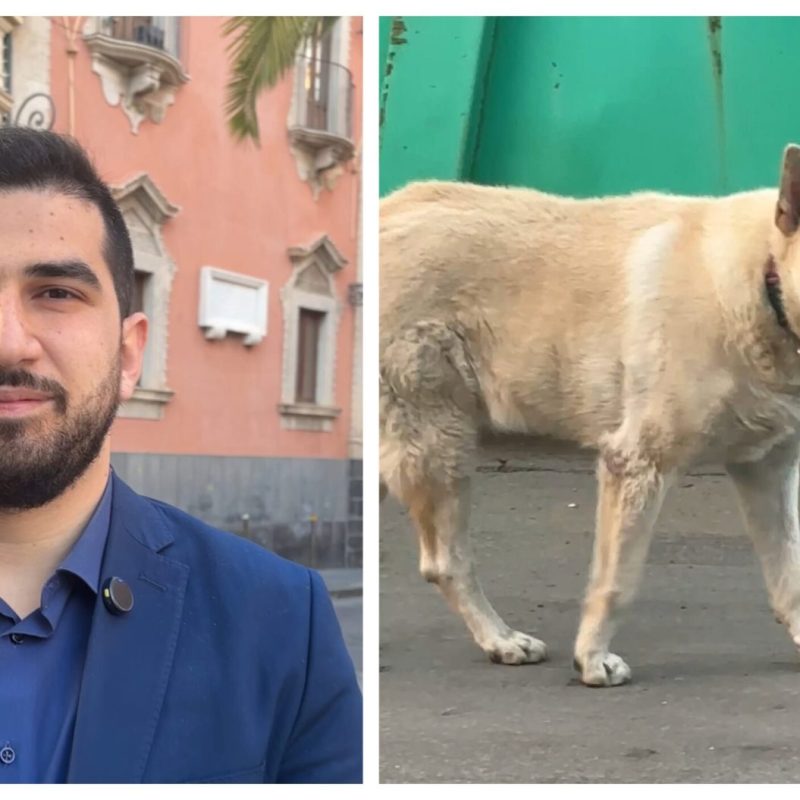 Cani Misterbianco Tari
