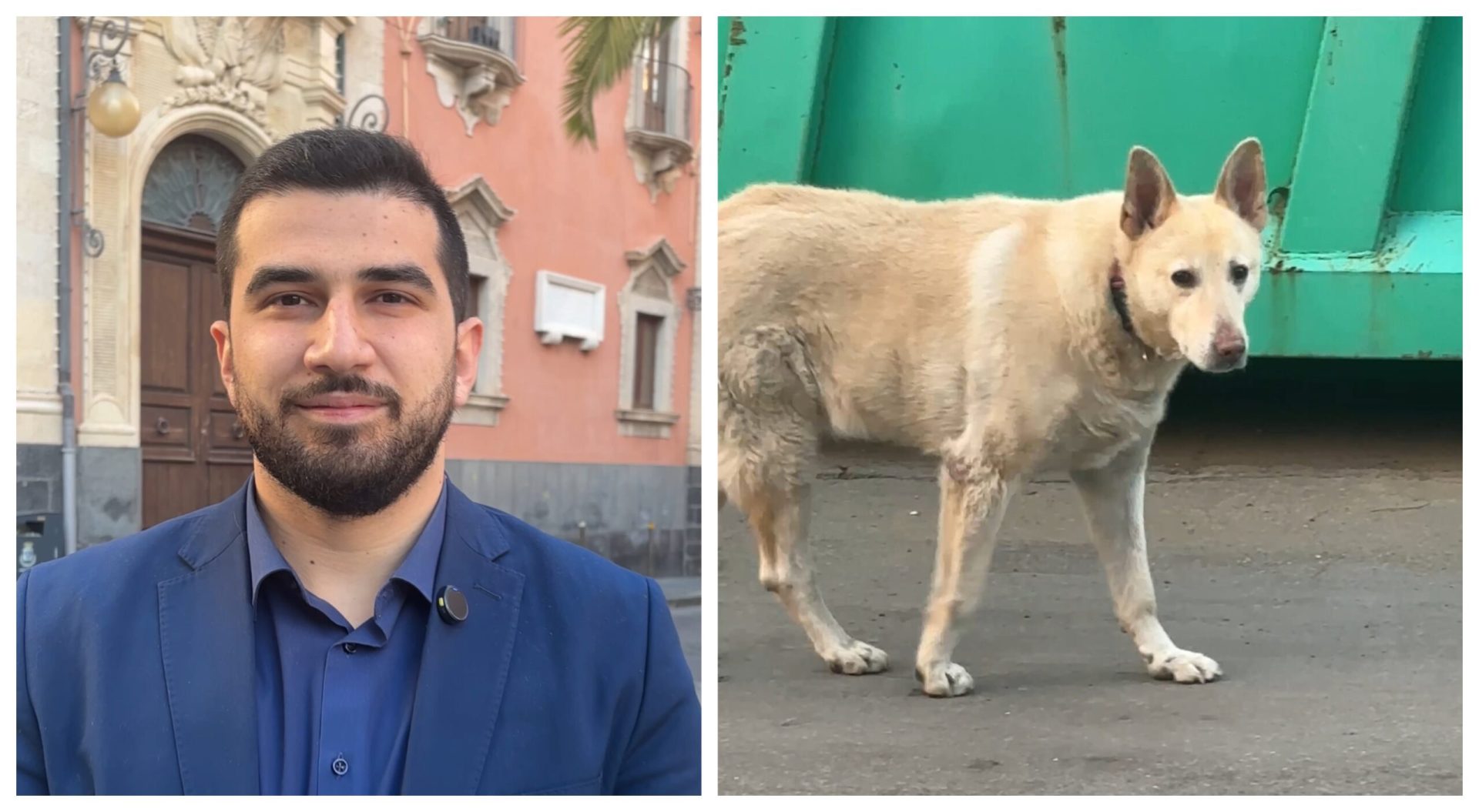 Cani Misterbianco Tari