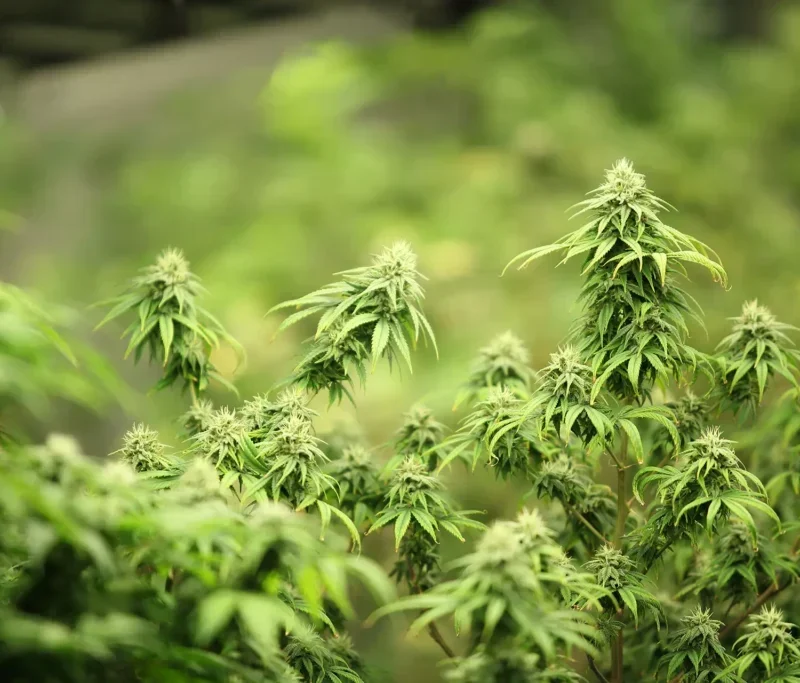 Il garage della marijuana a San Cristoforo