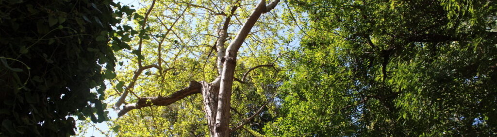 Orto Botanico di Catania