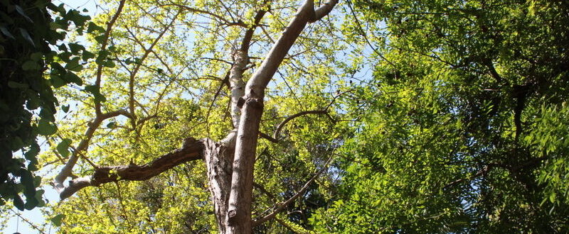 Orto Botanico di Catania