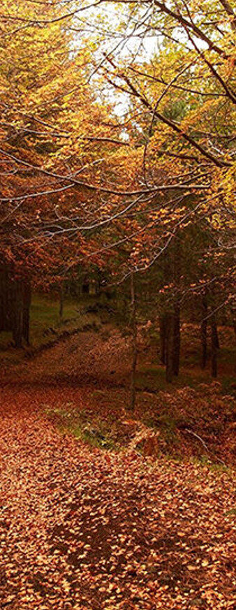 Raccolta castagne a Catania